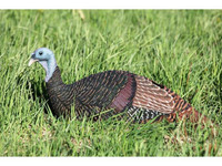 Mad Shady Baby Breeding Hen Turkey - 071617025854