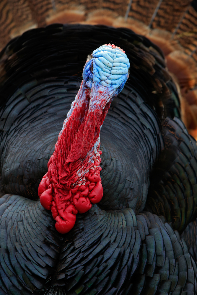 turkey-hunting-regulations-and-seasons-.jpg