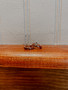 SOL C1529 COPPER MINI TWIST HOOP