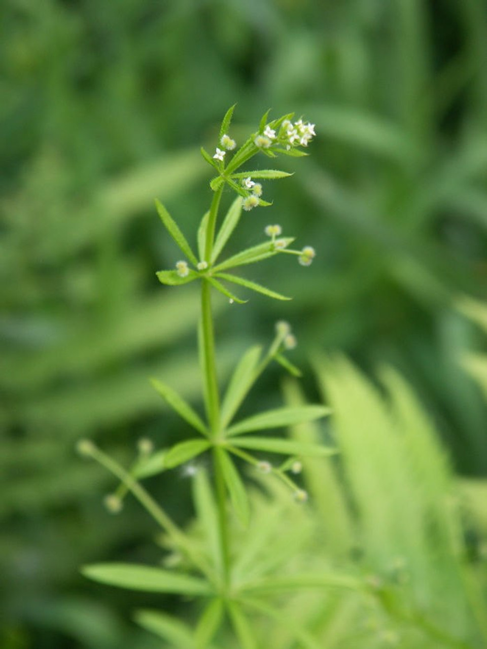 Cleavers - the velcro plant