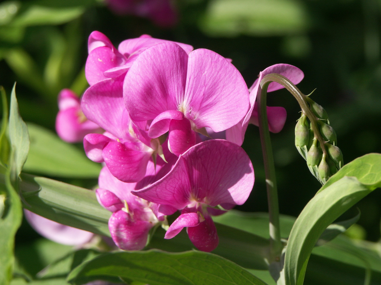 Sweet Pea Flower Essence