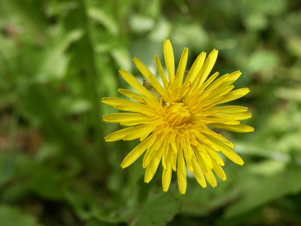 Dandelion - Great Lakes Sacred Essences