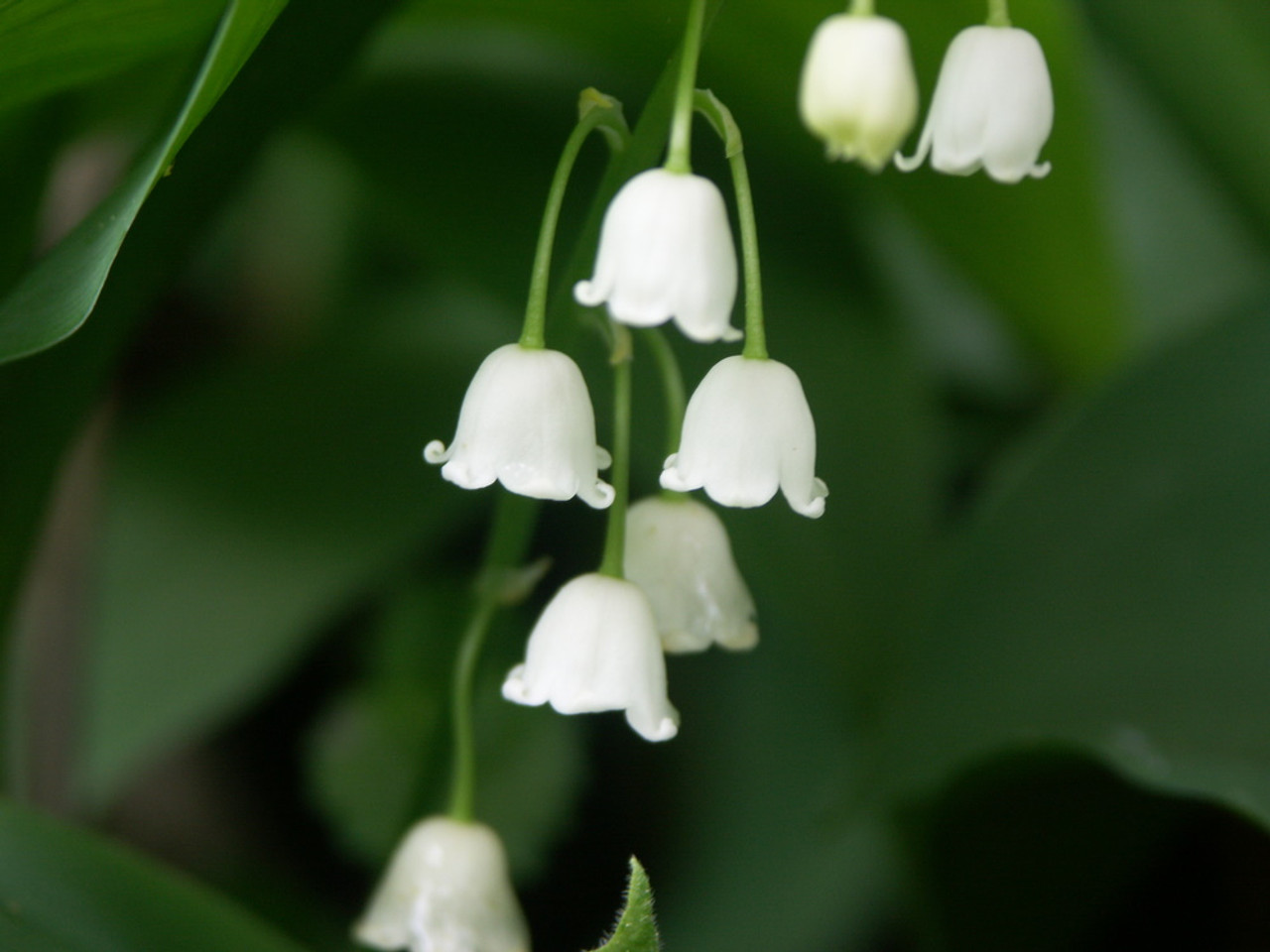 Lily of the Valley Flower Essence — The Magick Makers