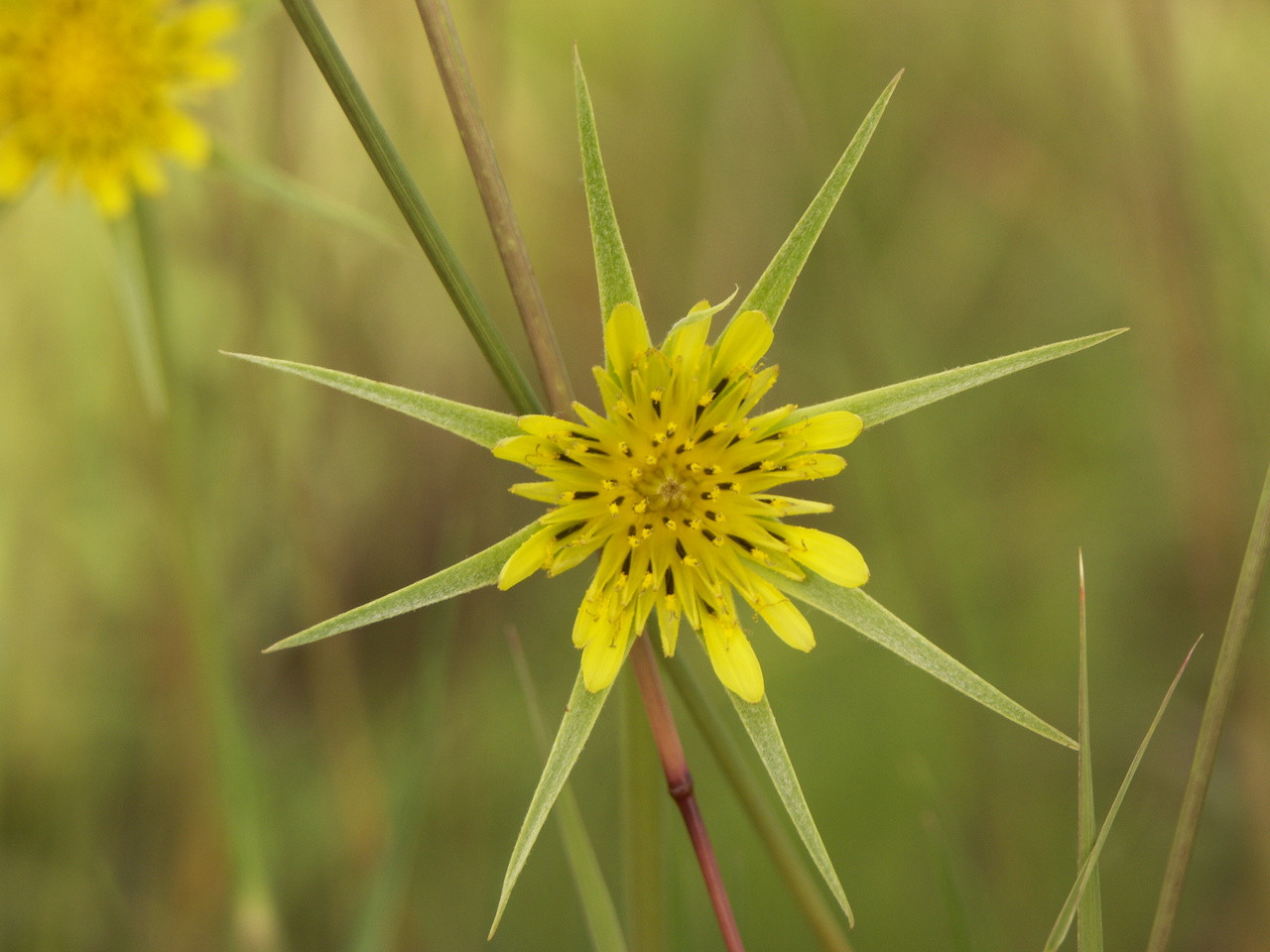 Goatsbeard - Great Lakes Sacred Essences