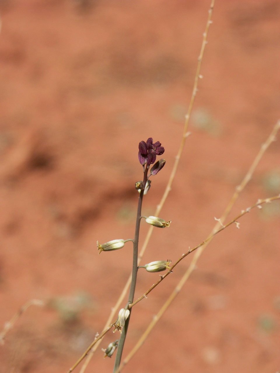 Little Twistflower