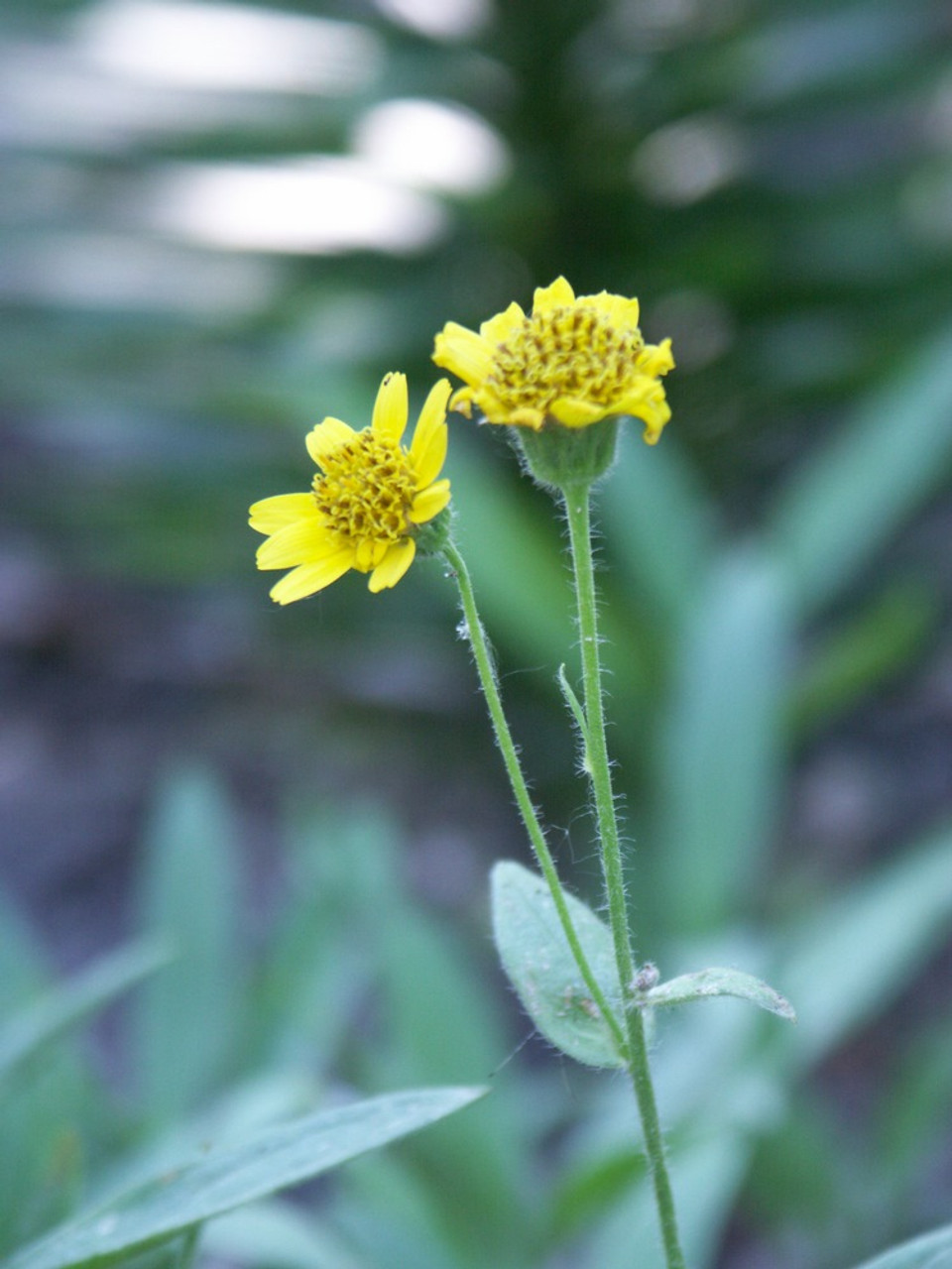 Arnica - Great Lakes Sacred Essences