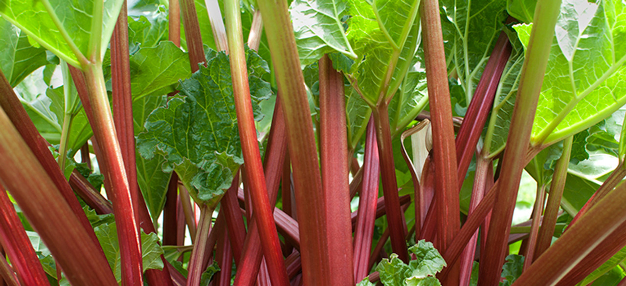 Rhubarb - Great Lakes Sacred Essences