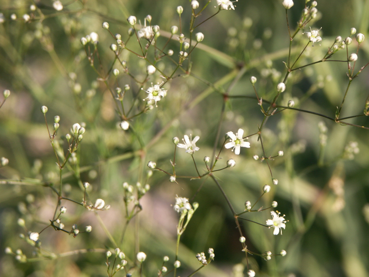 Pink Baby's Breath  Green Hope Farm Flower Essences