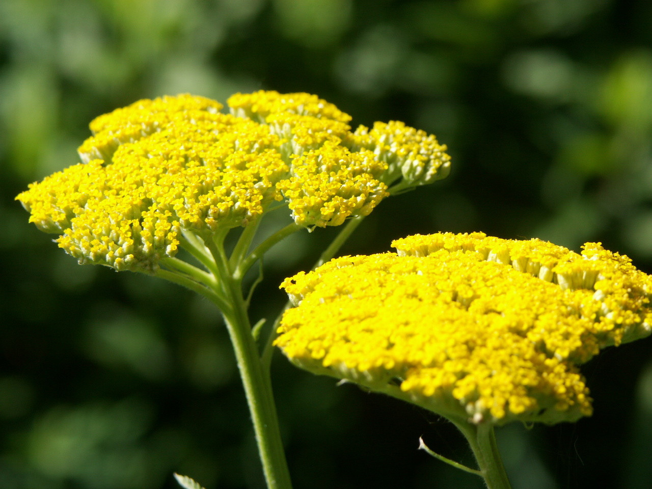 Yellow Yarrow Great Lakes Sacred Essences