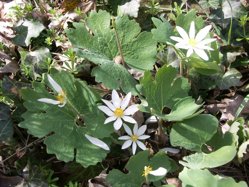 Bloodroot - Great Lakes Sacred Essences