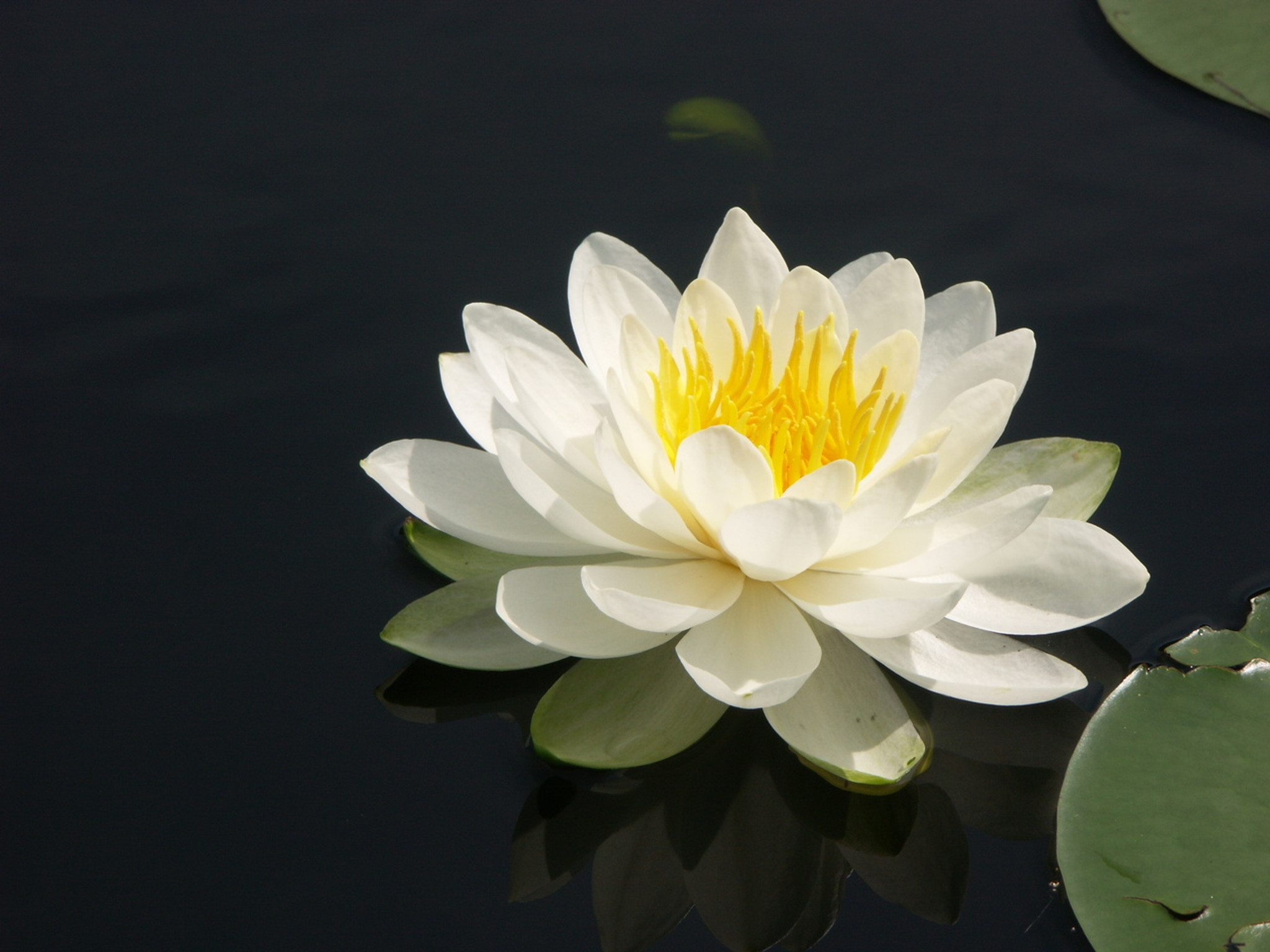 White Water Lily Great Lakes Sacred Essences