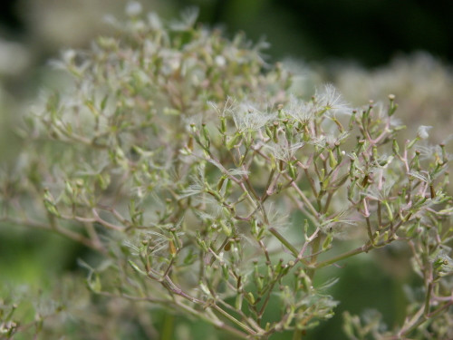 Valerian