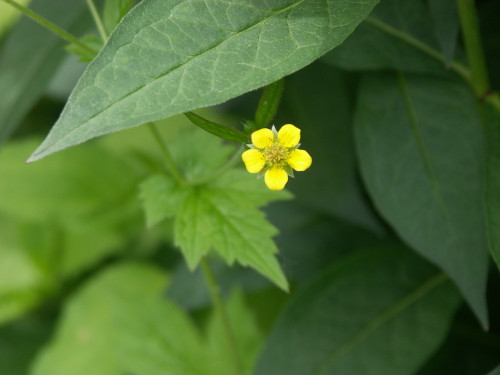 Wood Avens