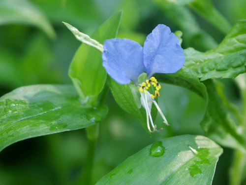 Dayflower