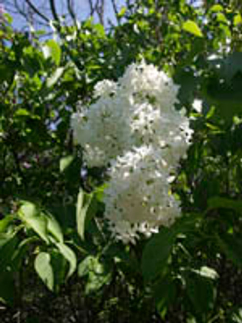 White Lilac