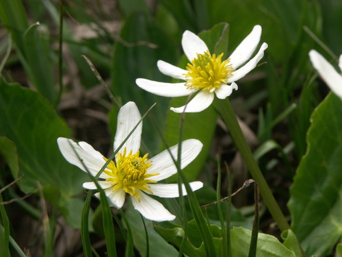 Meadow Bright