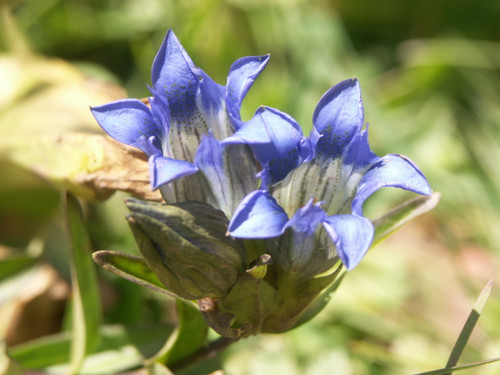 Mountain Gentian