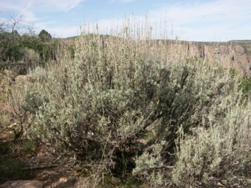 Black Canyon Sage