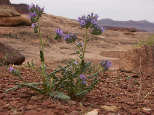 Scorpionweed