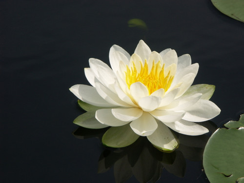 White Water Lily