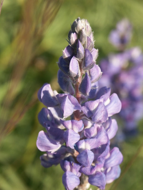 Alpine Lupine