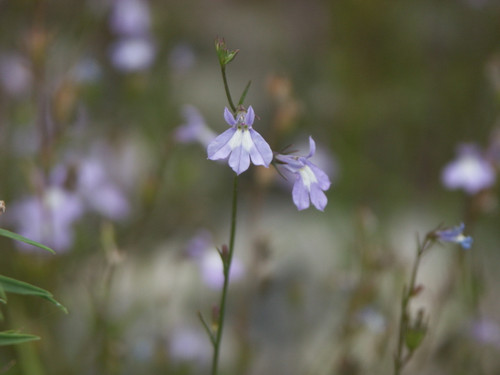 Kalm's Lobelia