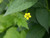 Wood Avens