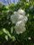 White Lilac