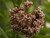 Milkweed