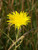 Common Sow Thistle