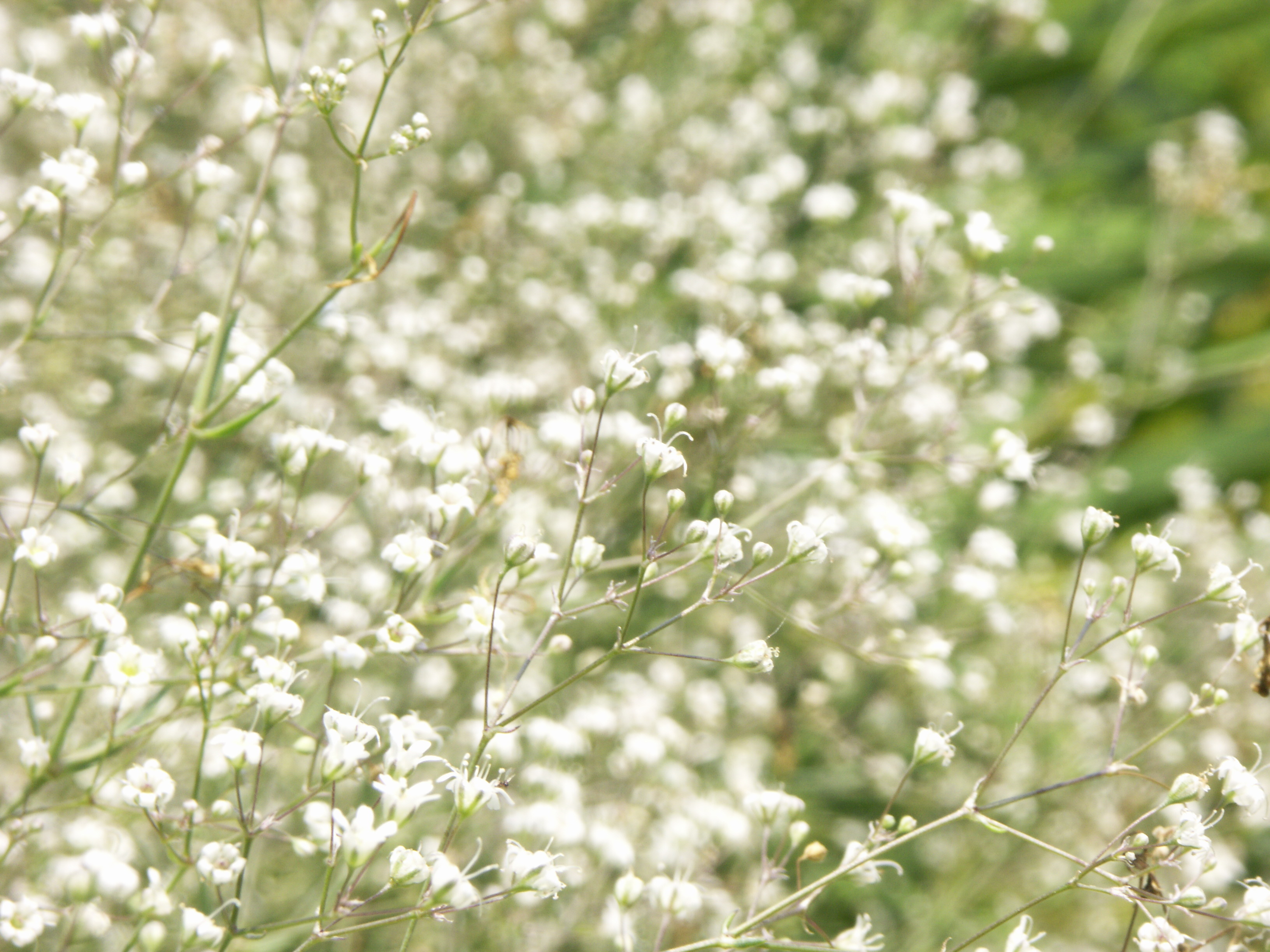 Baby S Breath Great Lakes Sacred Essences