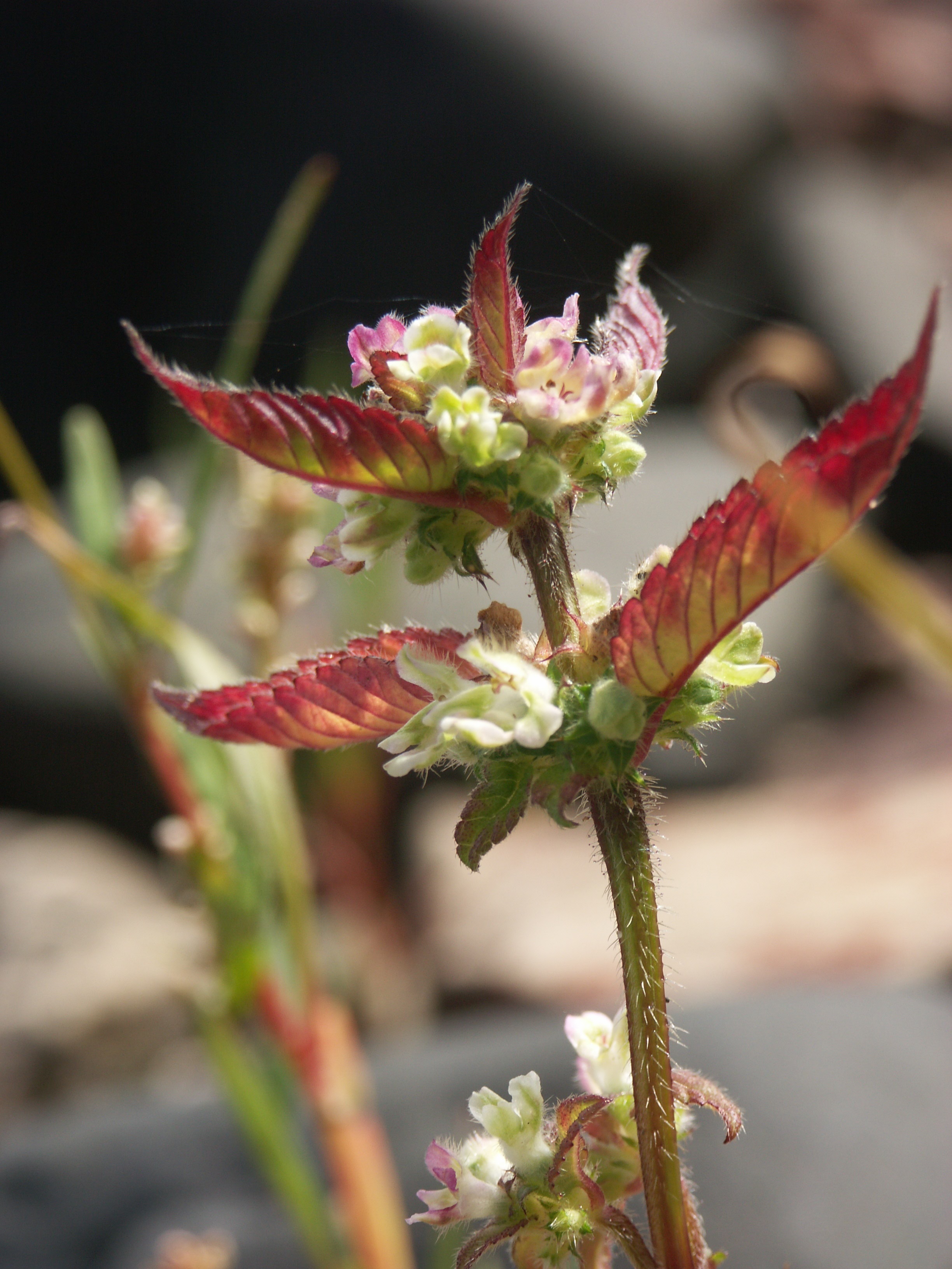 bee-nettle-196.jpg