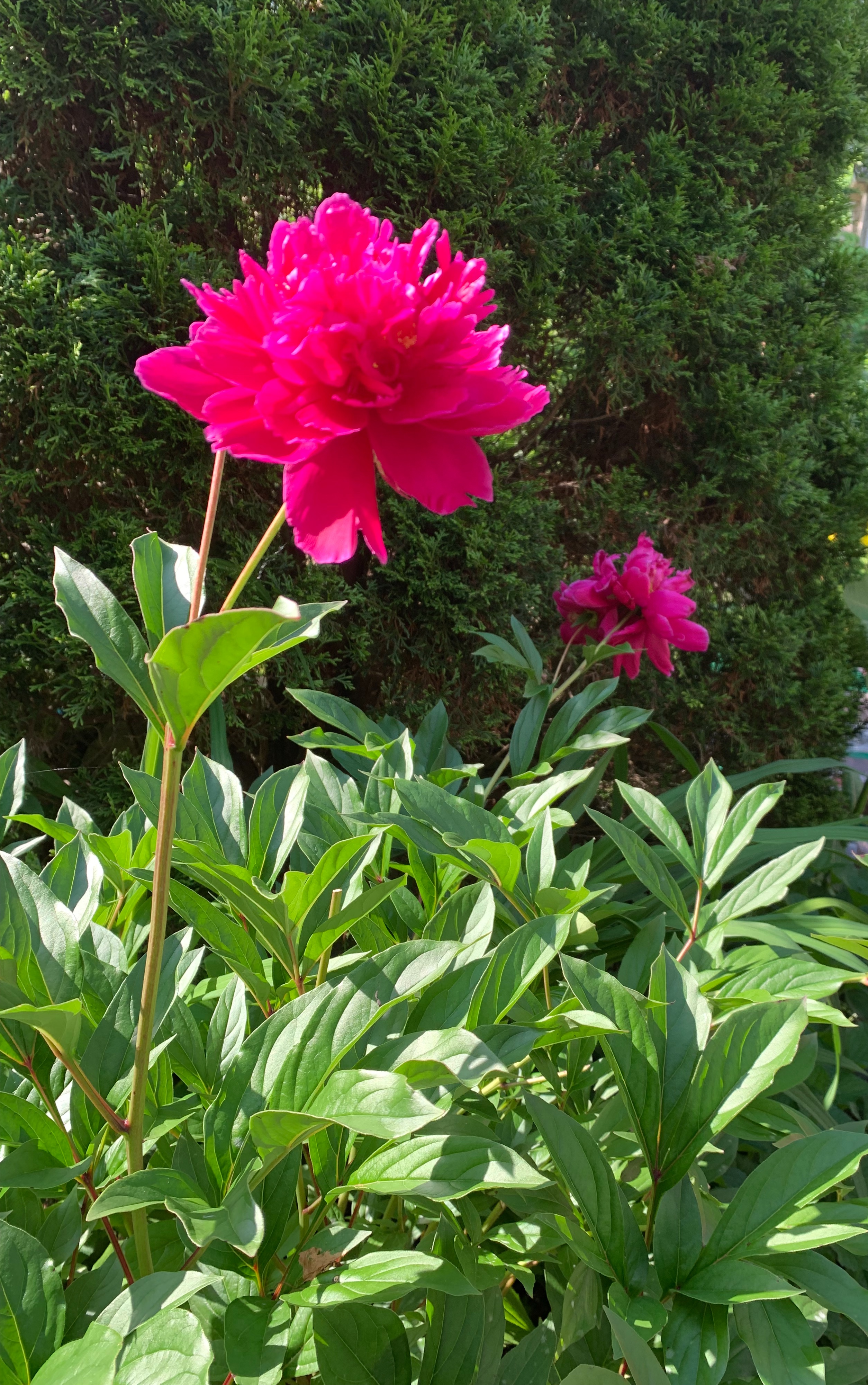 Peony Great Lakes Sacred Essences