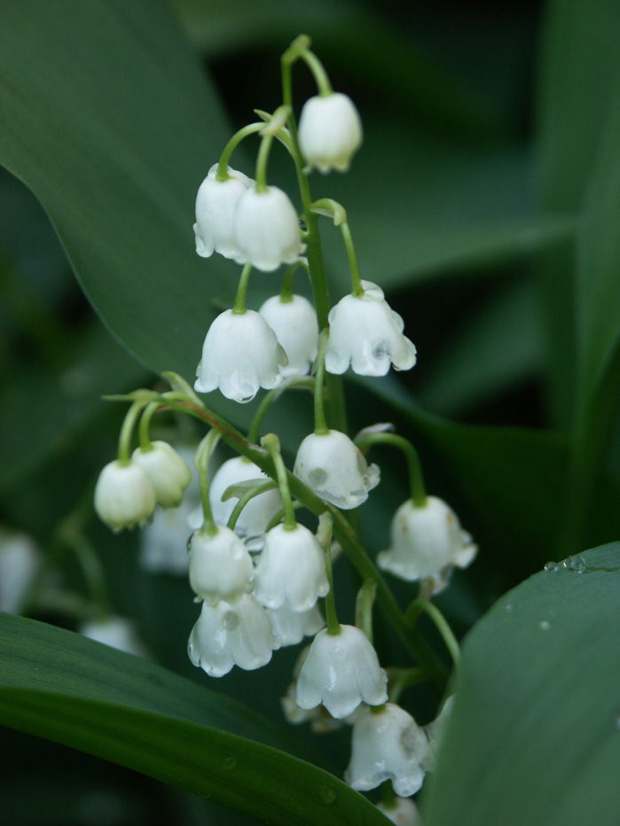 Lily of the Valley Flower Essence — The Magick Makers