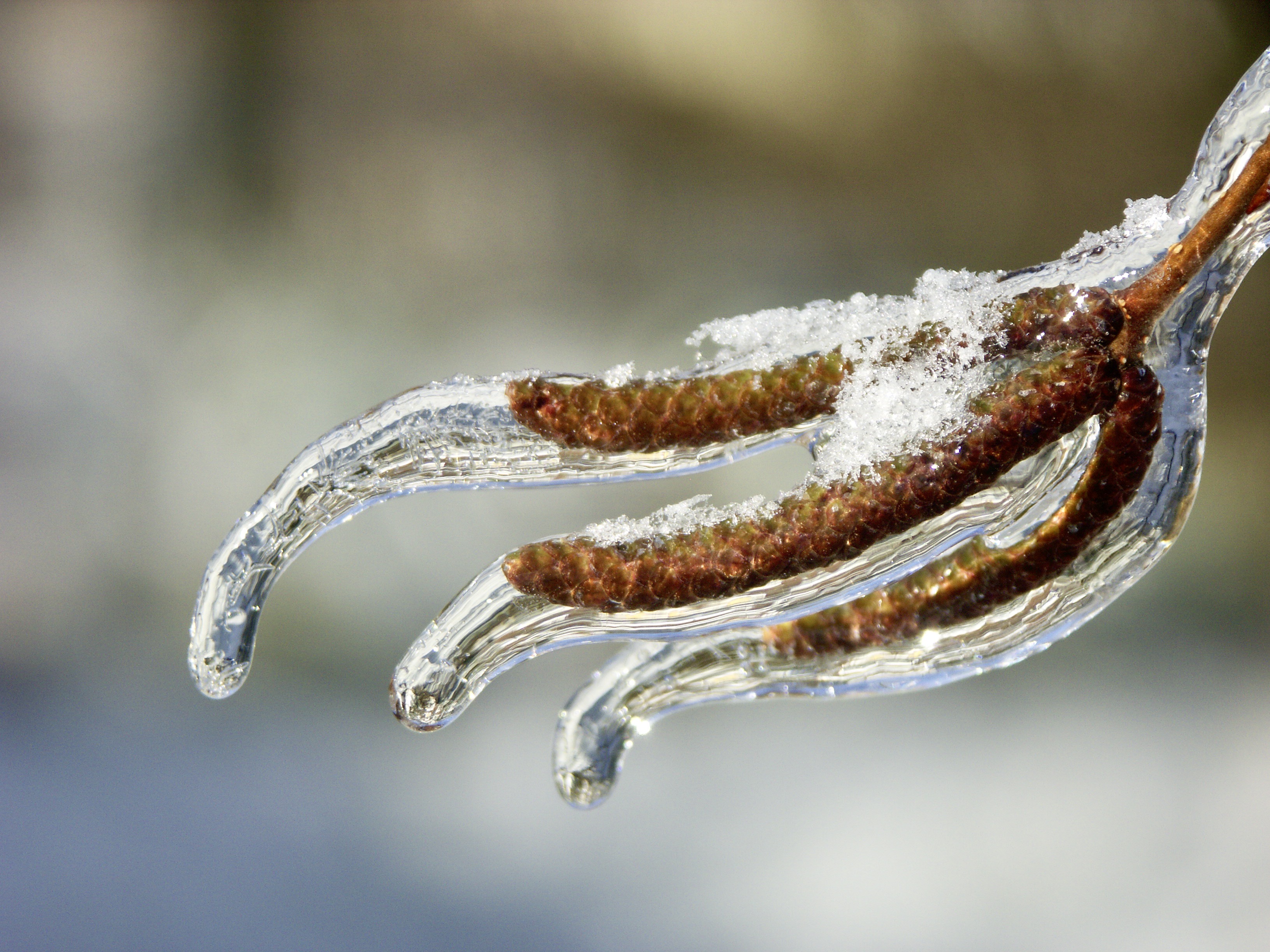 First Snow - Great Lakes Sacred Essences