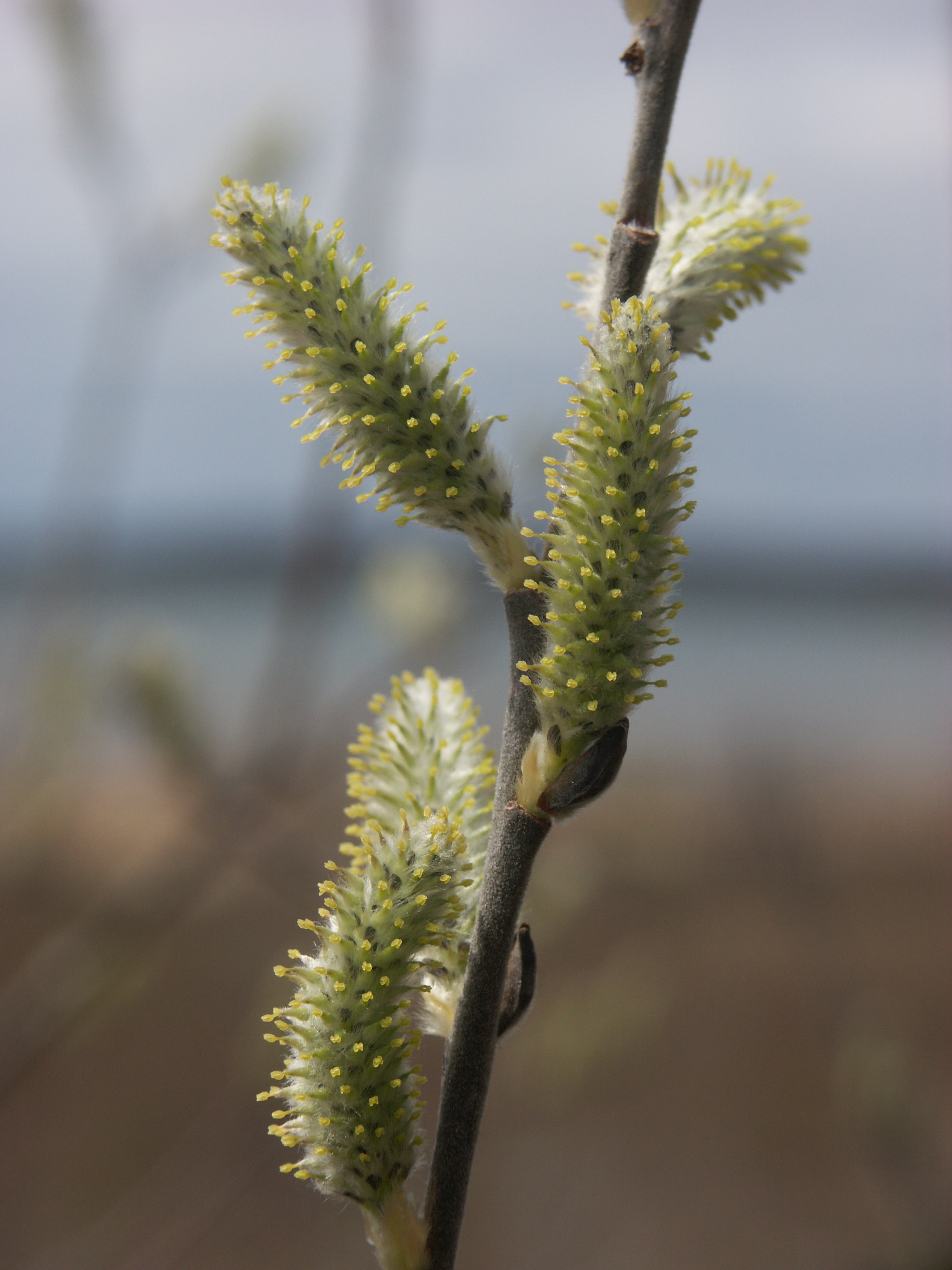 pussywillow2.jpg