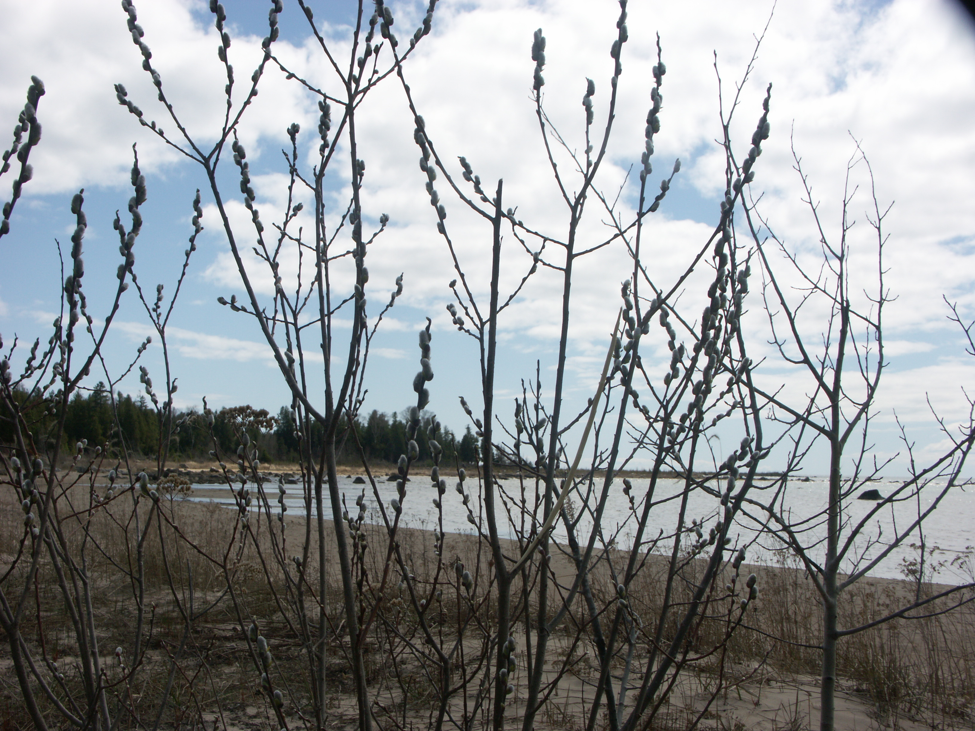 Pussy Willow Branches - 20 Stems Real Natural Dried Salix Branches