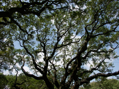 s-0205_AncientLiveOak_1__52088