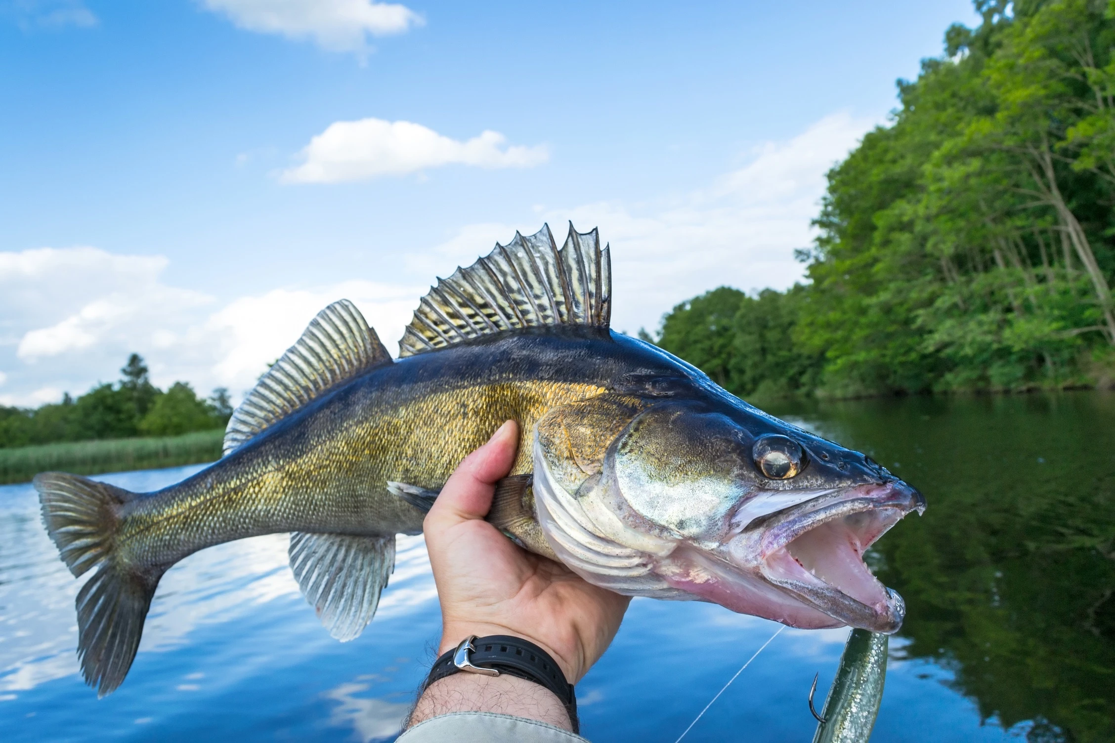 Close-up of a huge walleye held in an angler's hand