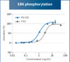 TPO Alternative Peptide (TPOR agonist)