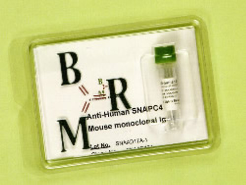 Anti-Human BRRN1