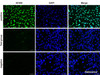 One-step TUNEL In Situ Apoptosis Kit (Red, AF594)