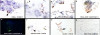 SARS-CoV-2 (COVID-19) Envelope Antibody | 3531