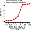 SARS-CoV-2 (COVID-19) Spike S1 Antibody [SP185]