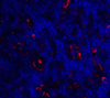 ICOS Antibody