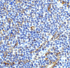 ICOS Antibody