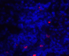 ICOSLG Antibody