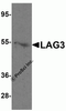 LAG3 Antibody