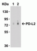 PD-L2 Antibody