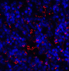 TIM-3 Antibody